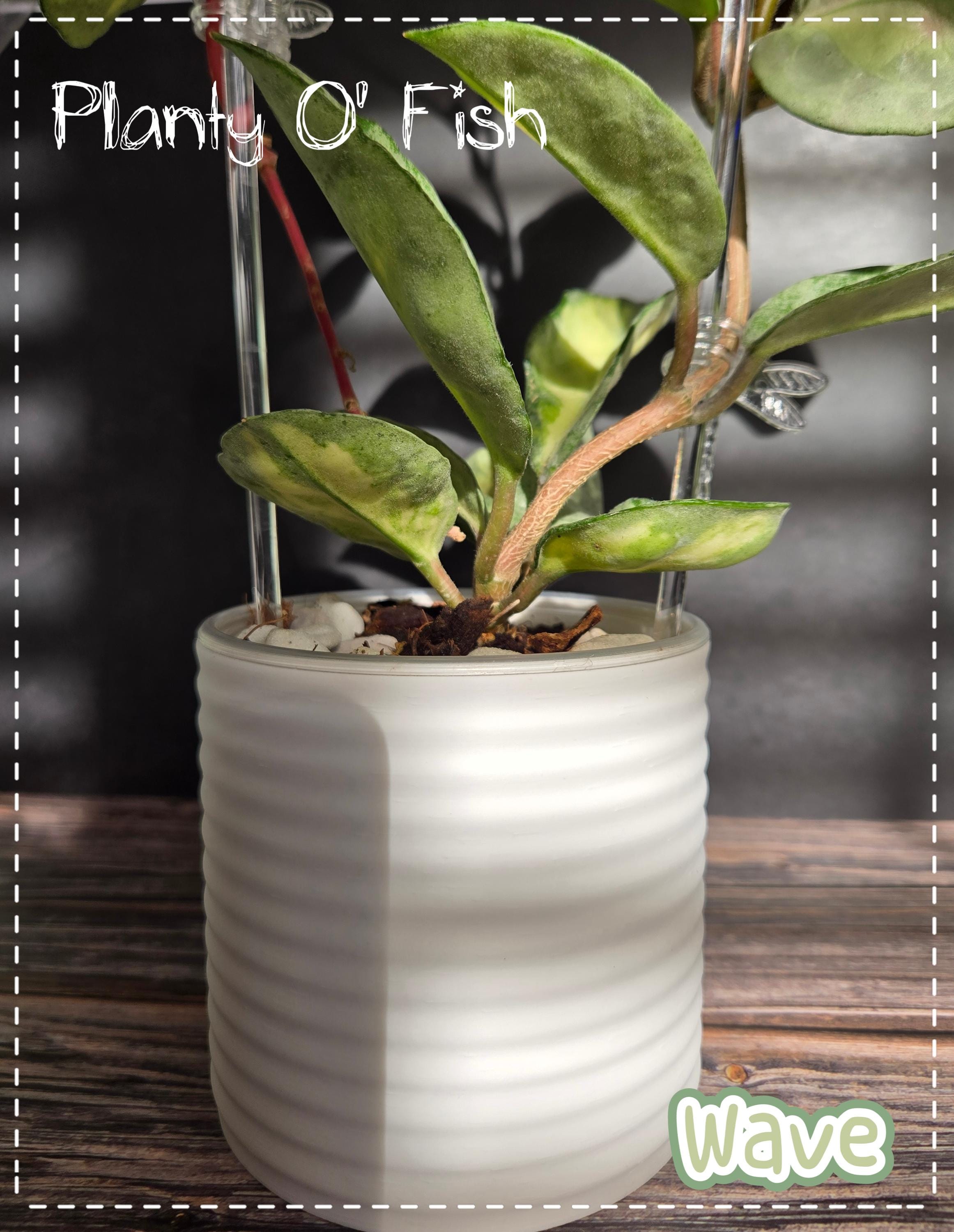 The "Wave" Selfwatering Pot