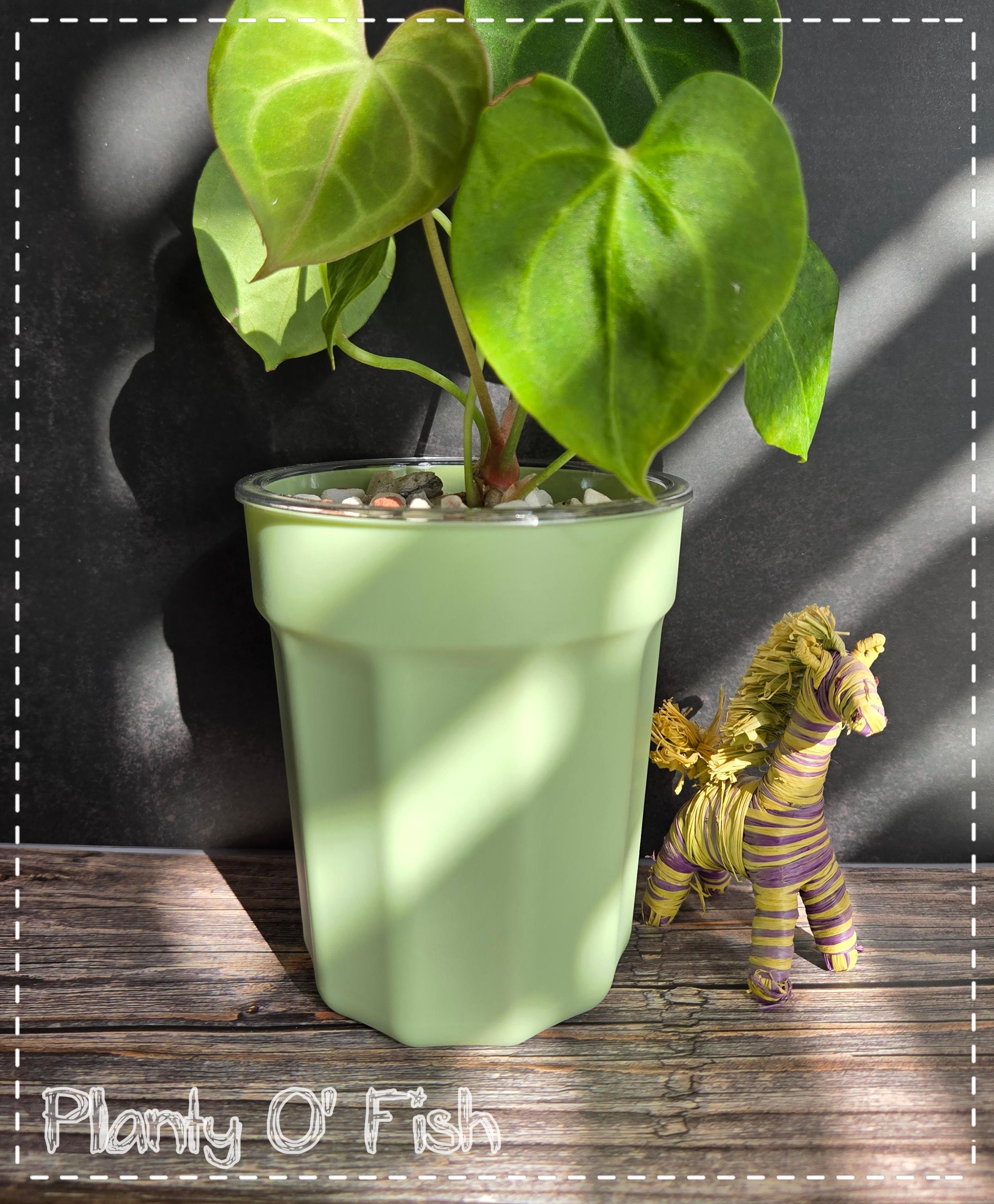 Minimalist self-watering pot (Not 3D printed)