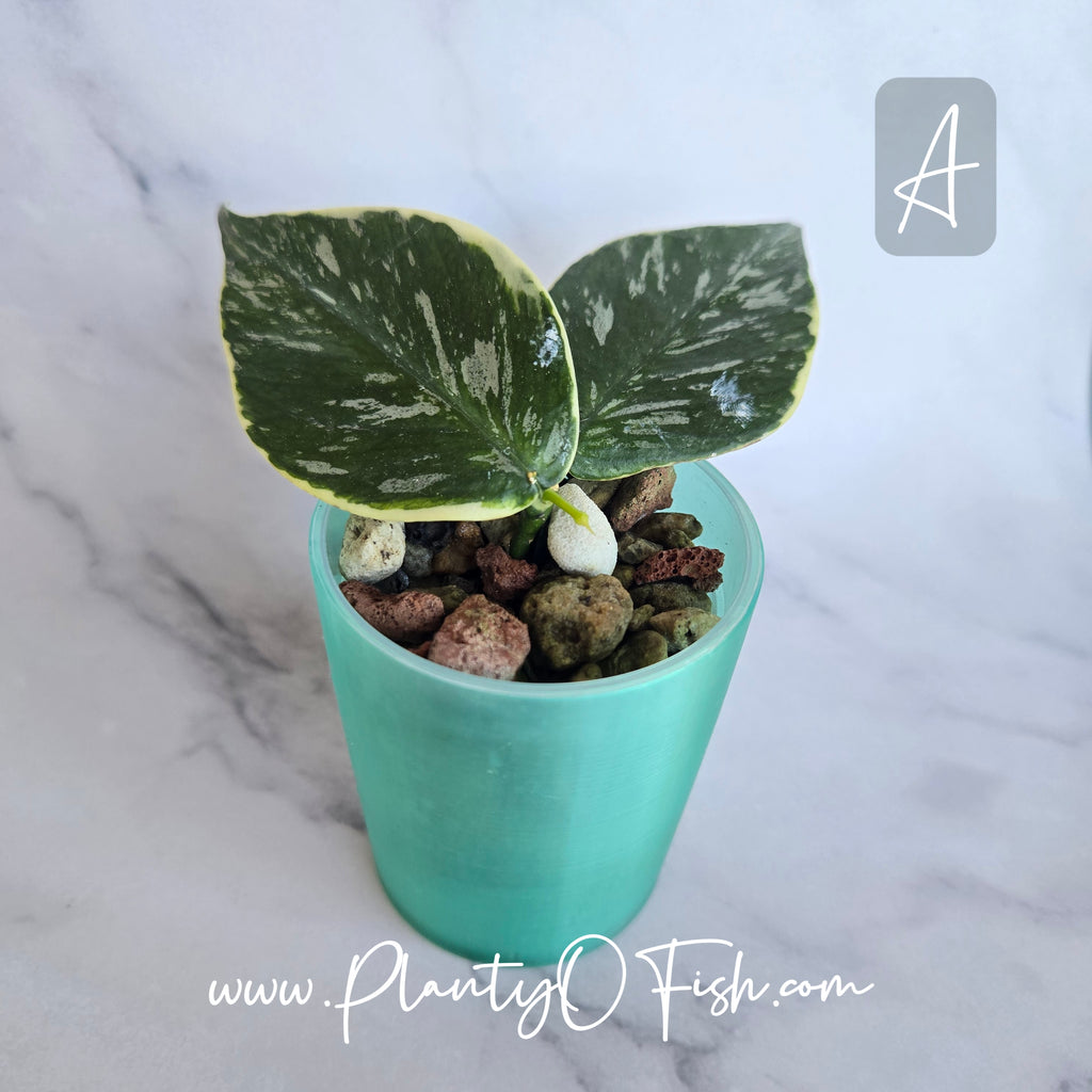 Hoya Polyneura Jasmika | Exact Plants