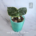 Hoya Polyneura Jasmika | Exact Plants