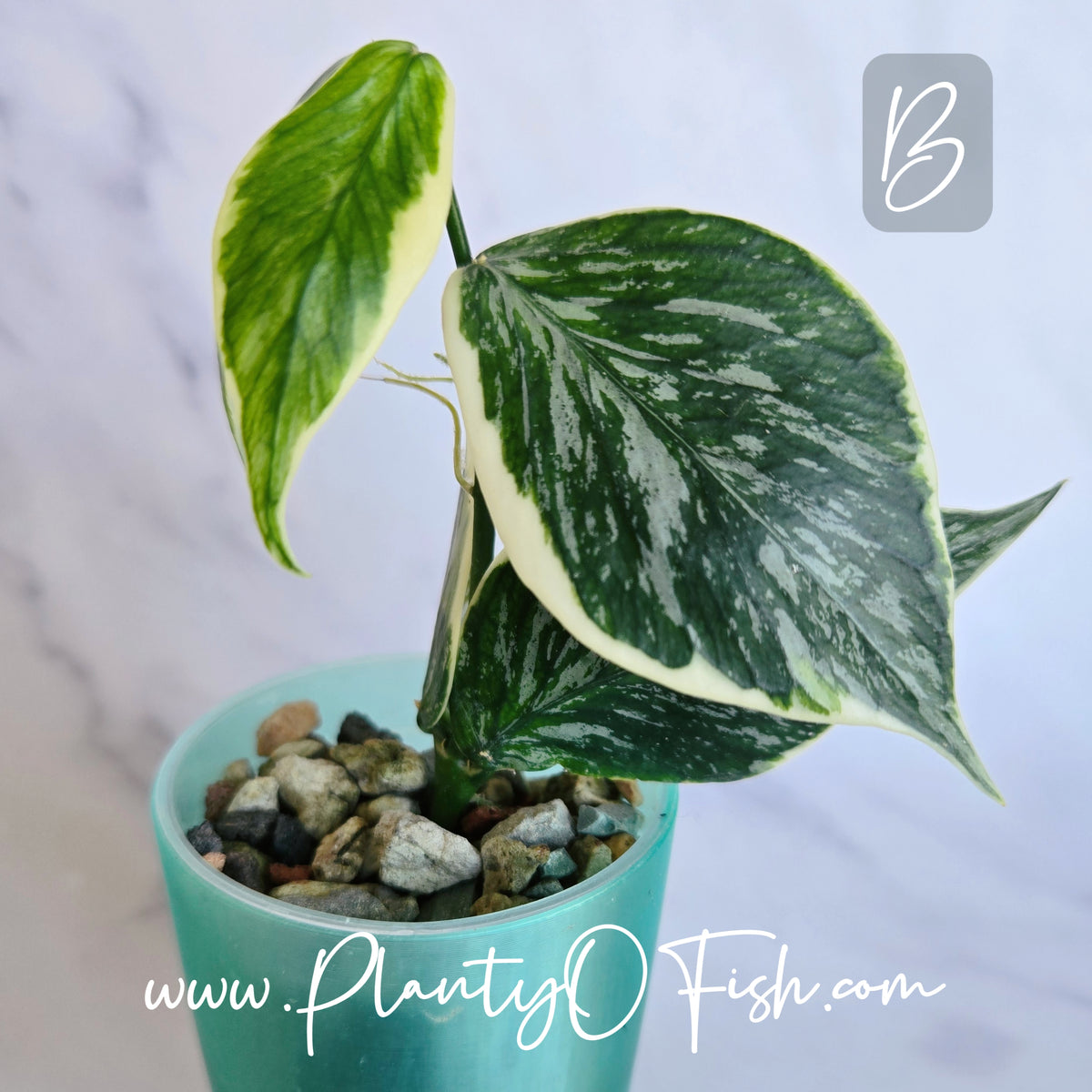 Hoya Polyneura Jasmika | Exact Plants