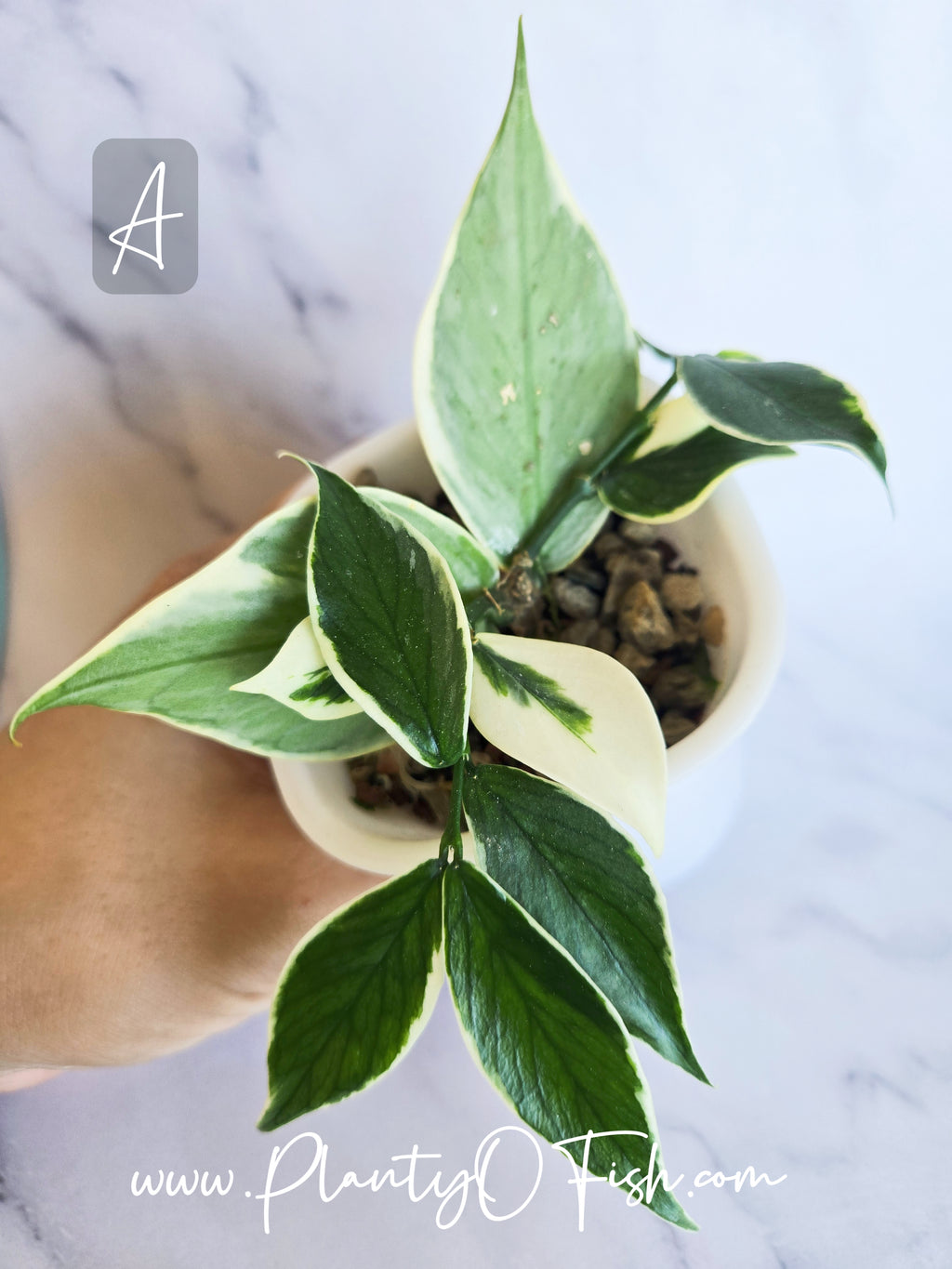Hoya Polyneura Outer Variegated | Exact Plants