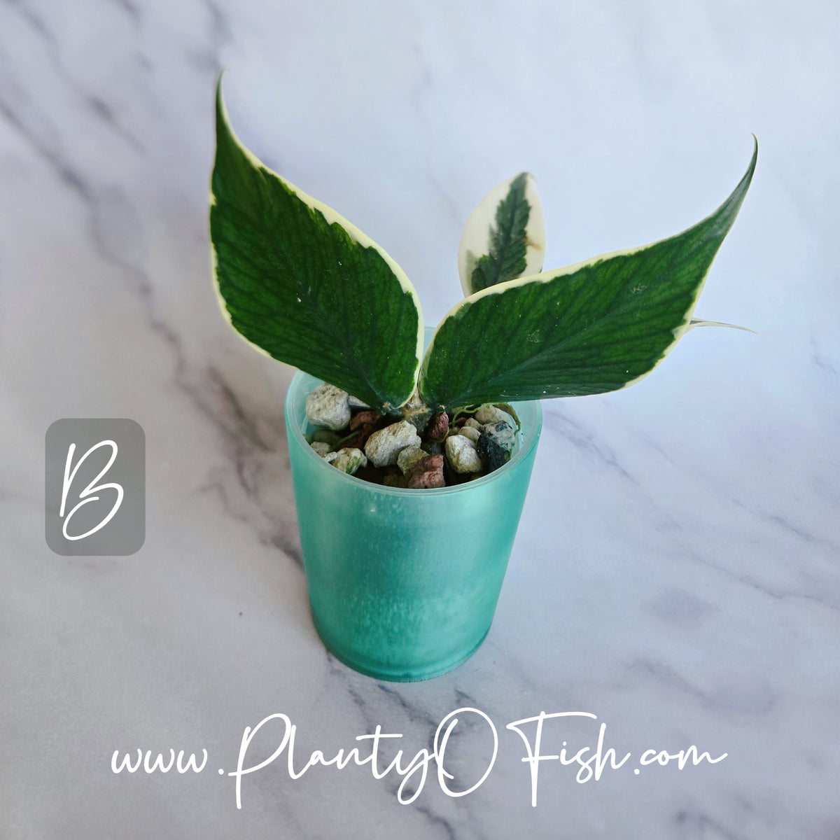 Hoya Polyneura Outer Variegated | Exact Plants