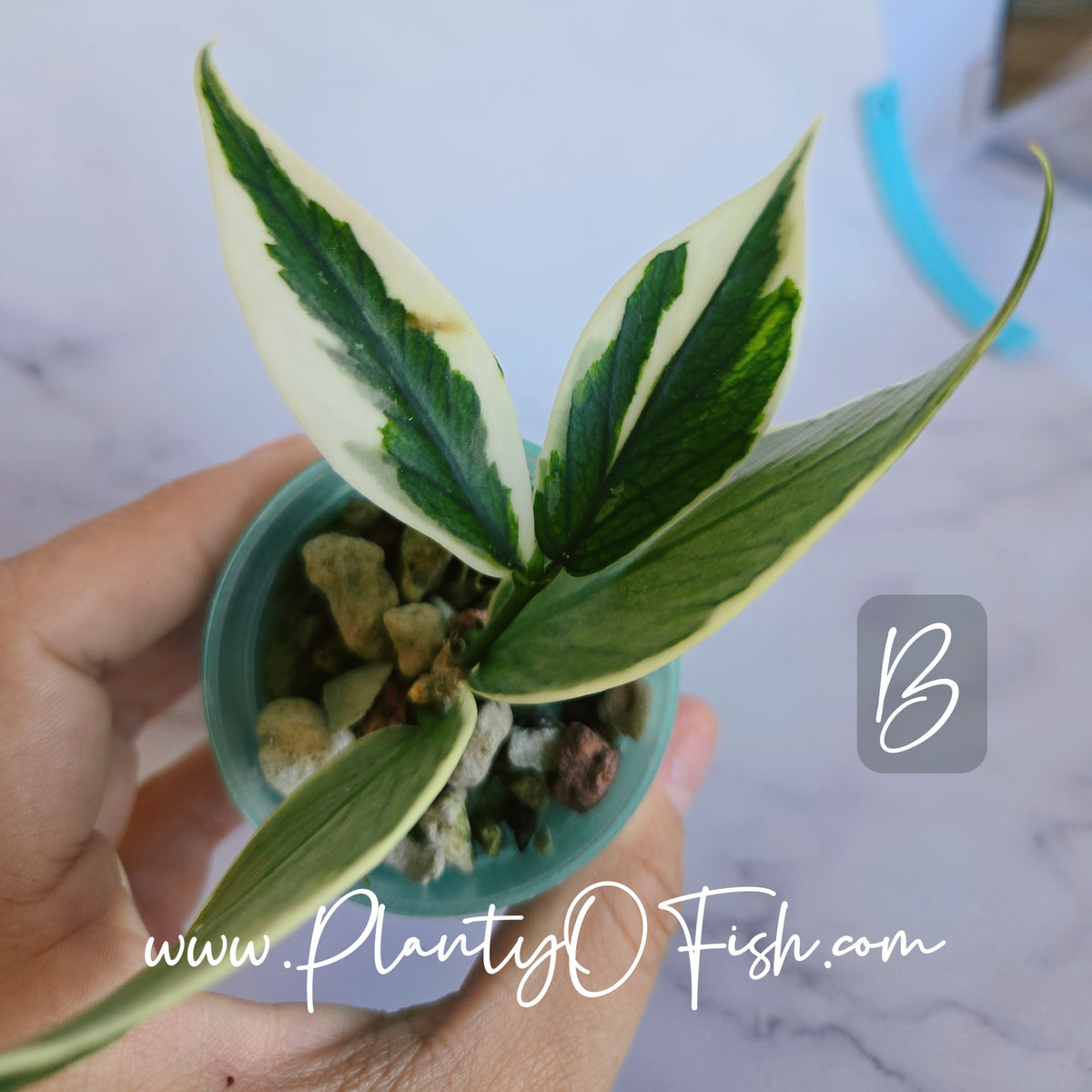 Hoya Polyneura Outer Variegated | Exact Plants