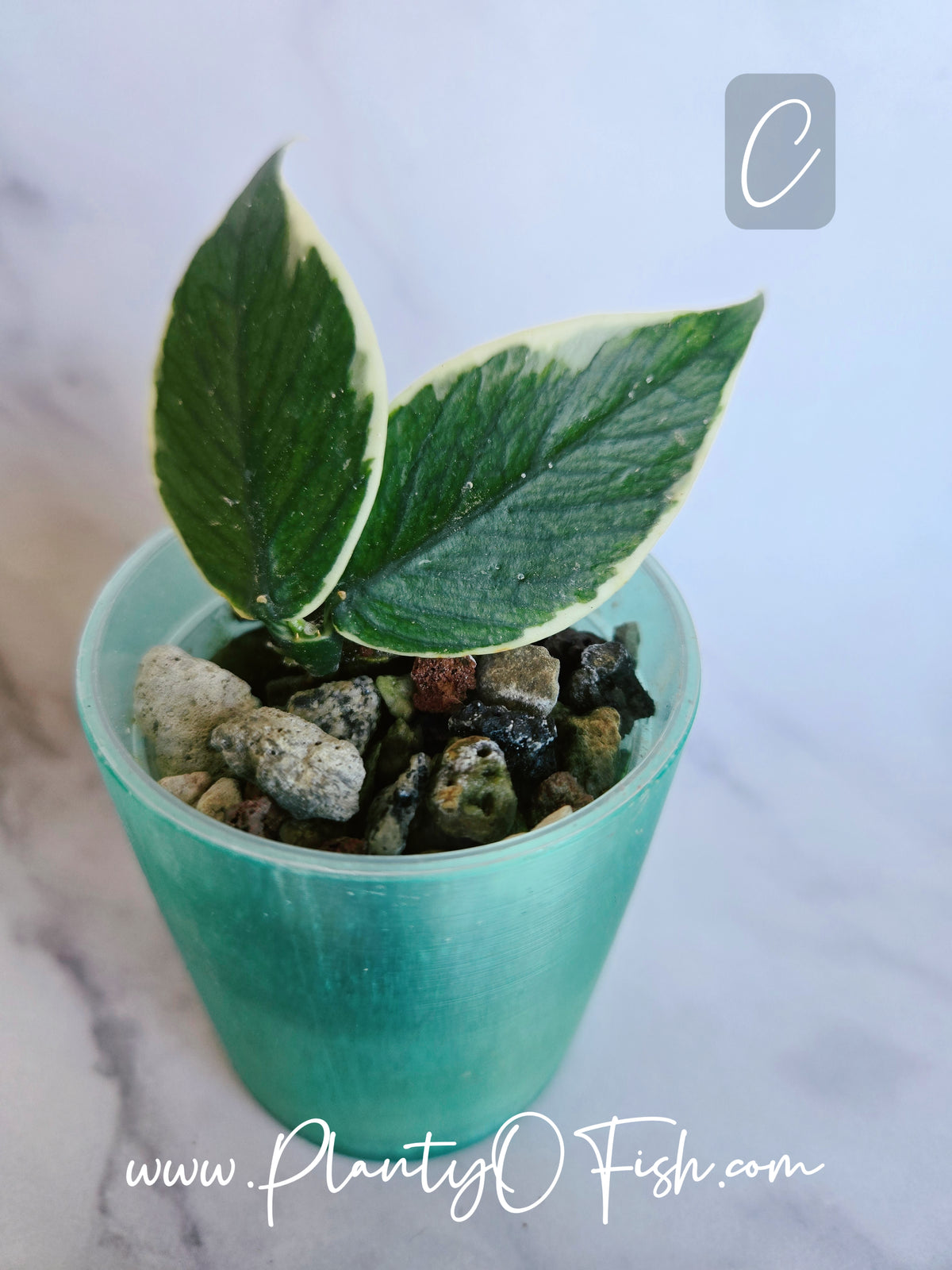 Hoya Polyneura Outer Variegated | Exact Plants