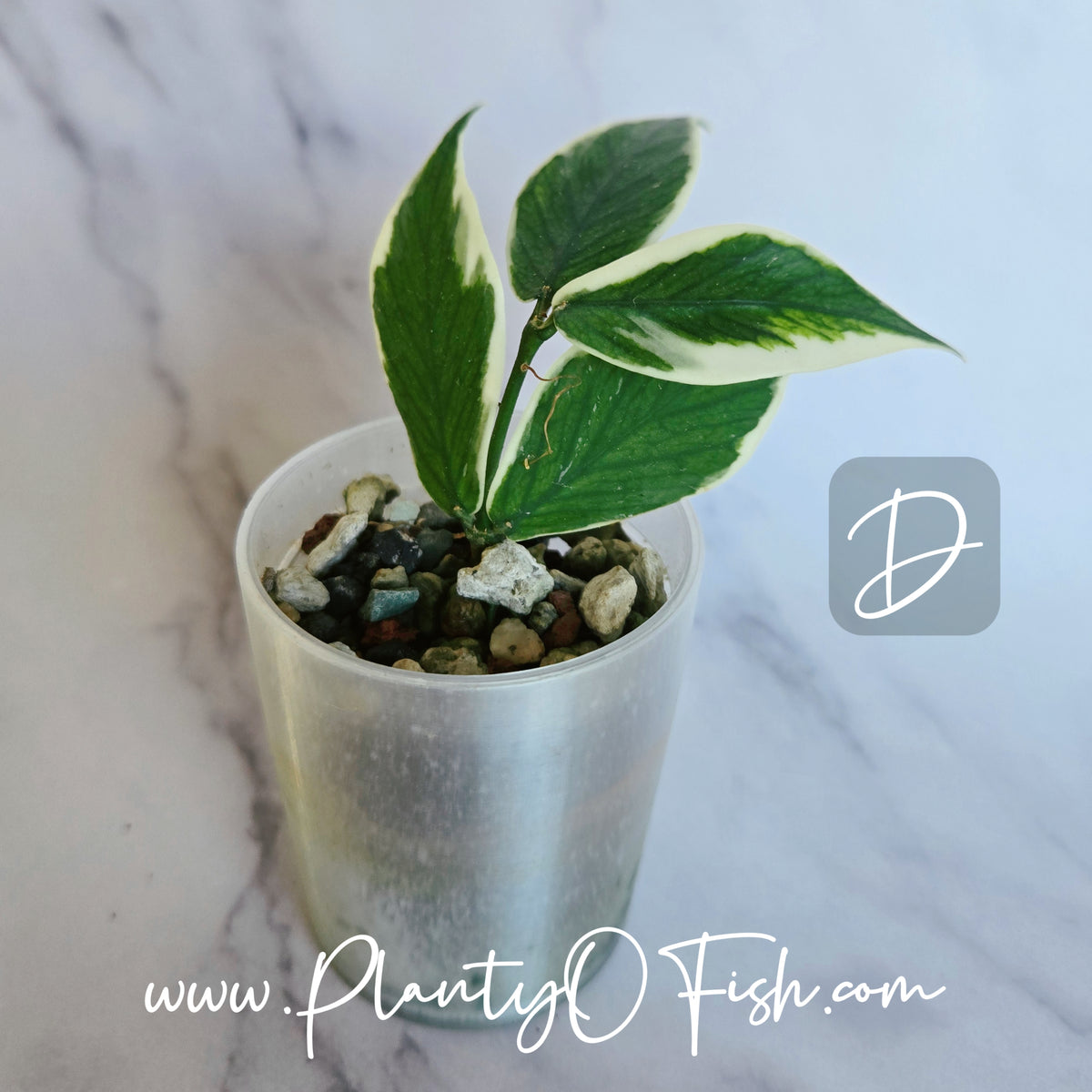 Hoya Polyneura Outer Variegated | Exact Plants