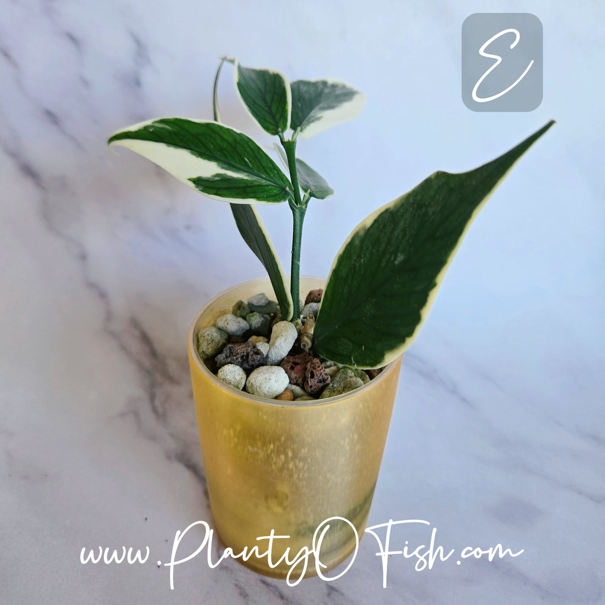 Hoya Polyneura Outer Variegated | Exact Plants