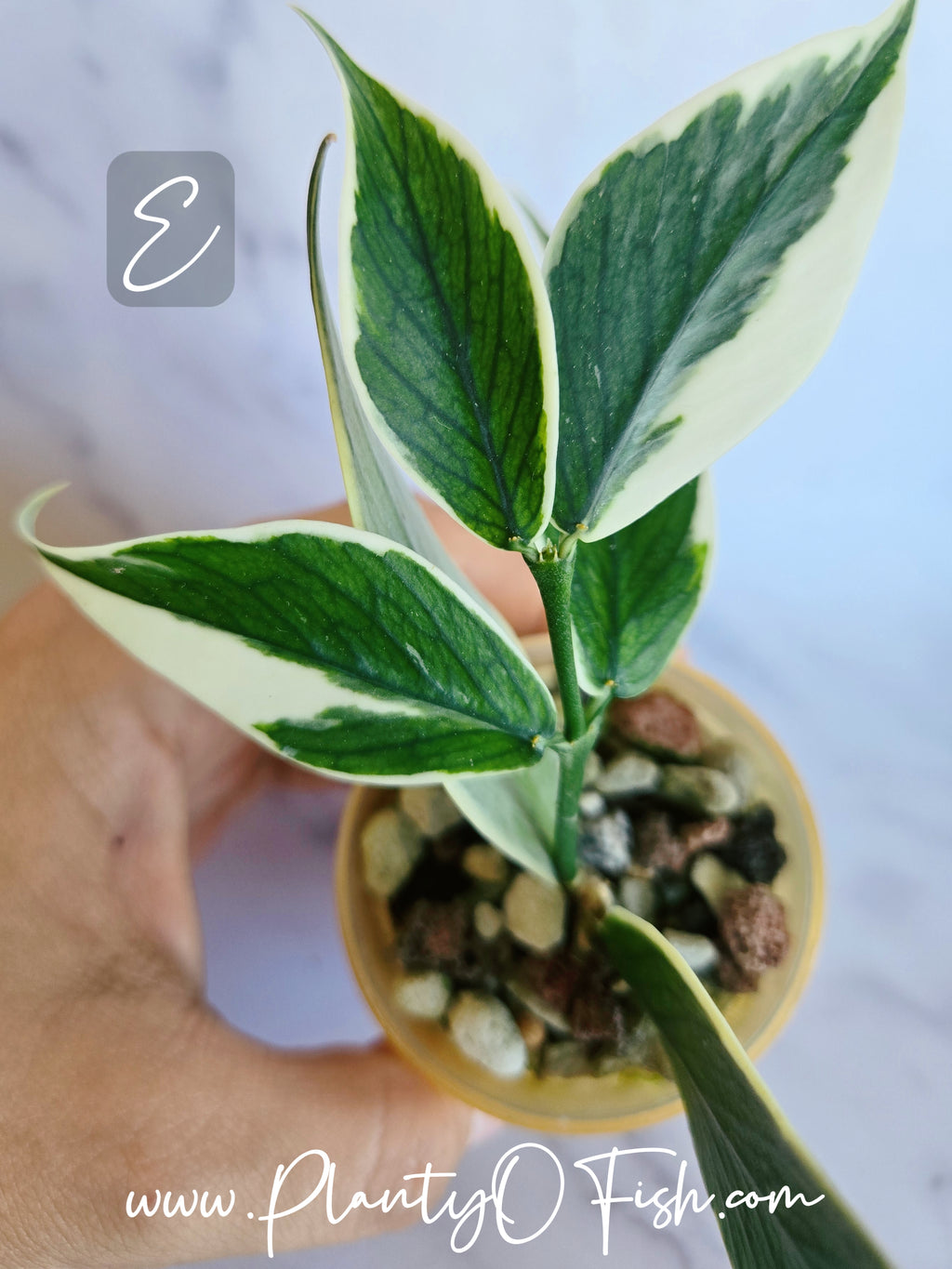 Hoya Polyneura Outer Variegated | Exact Plants