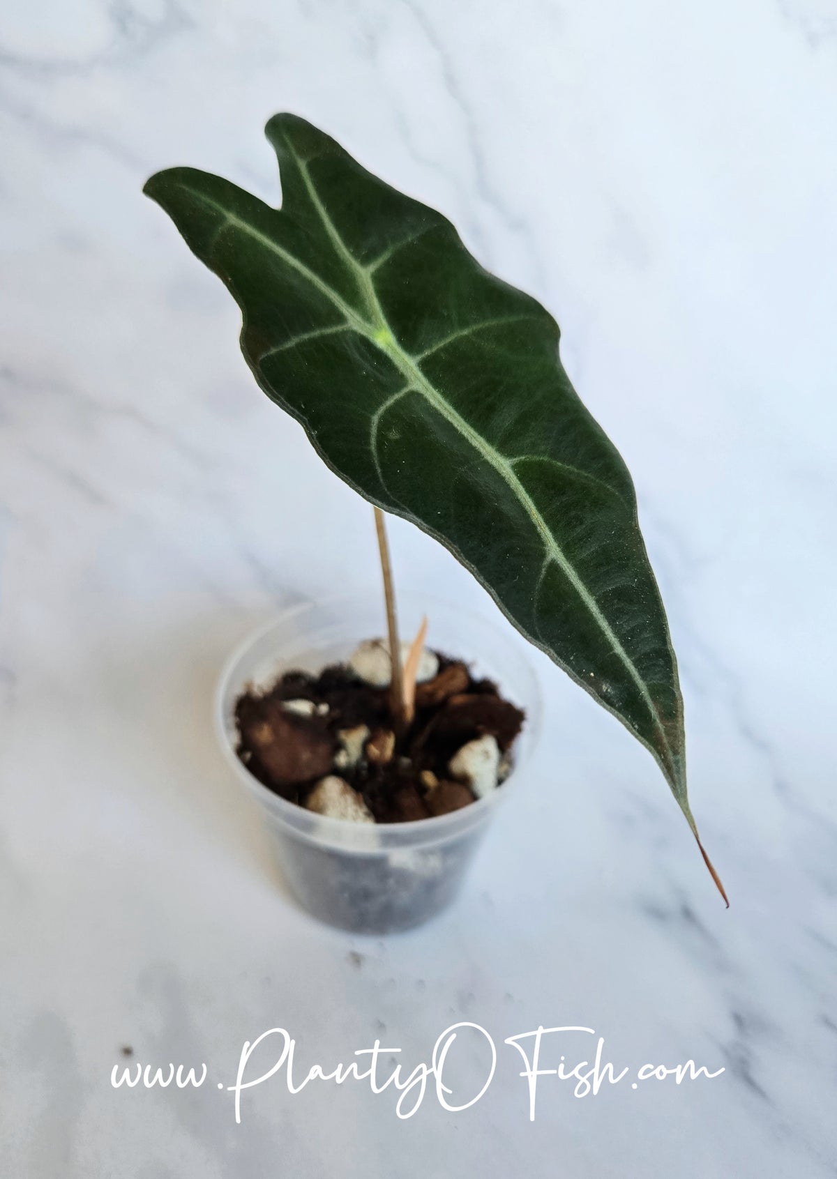Alocasia Purpley| Corm grown | Exact Plants