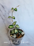 Hoya Mathilde Inner Variegated | Exact Plant