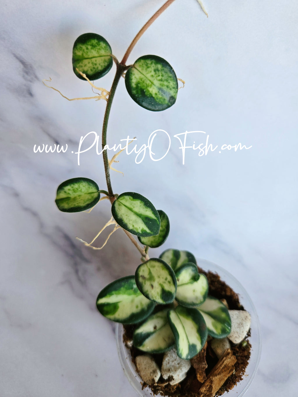 Hoya Mathilde Inner Variegated | Exact Plant