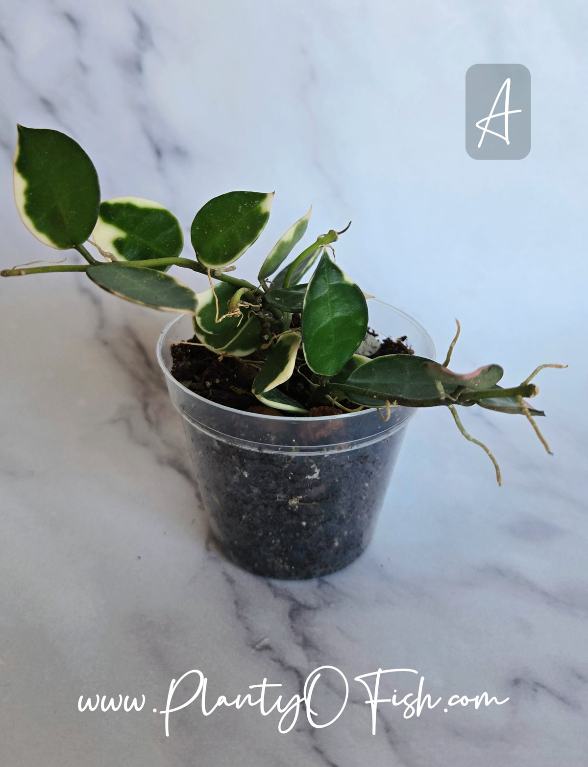 Hoya Lacunosa Asami | Exact Plants