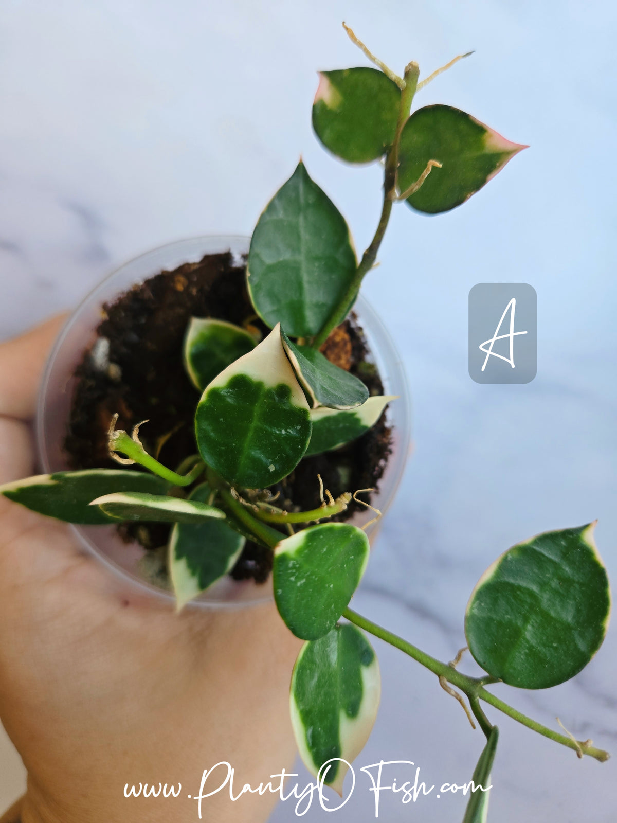Hoya Lacunosa Asami | Exact Plants