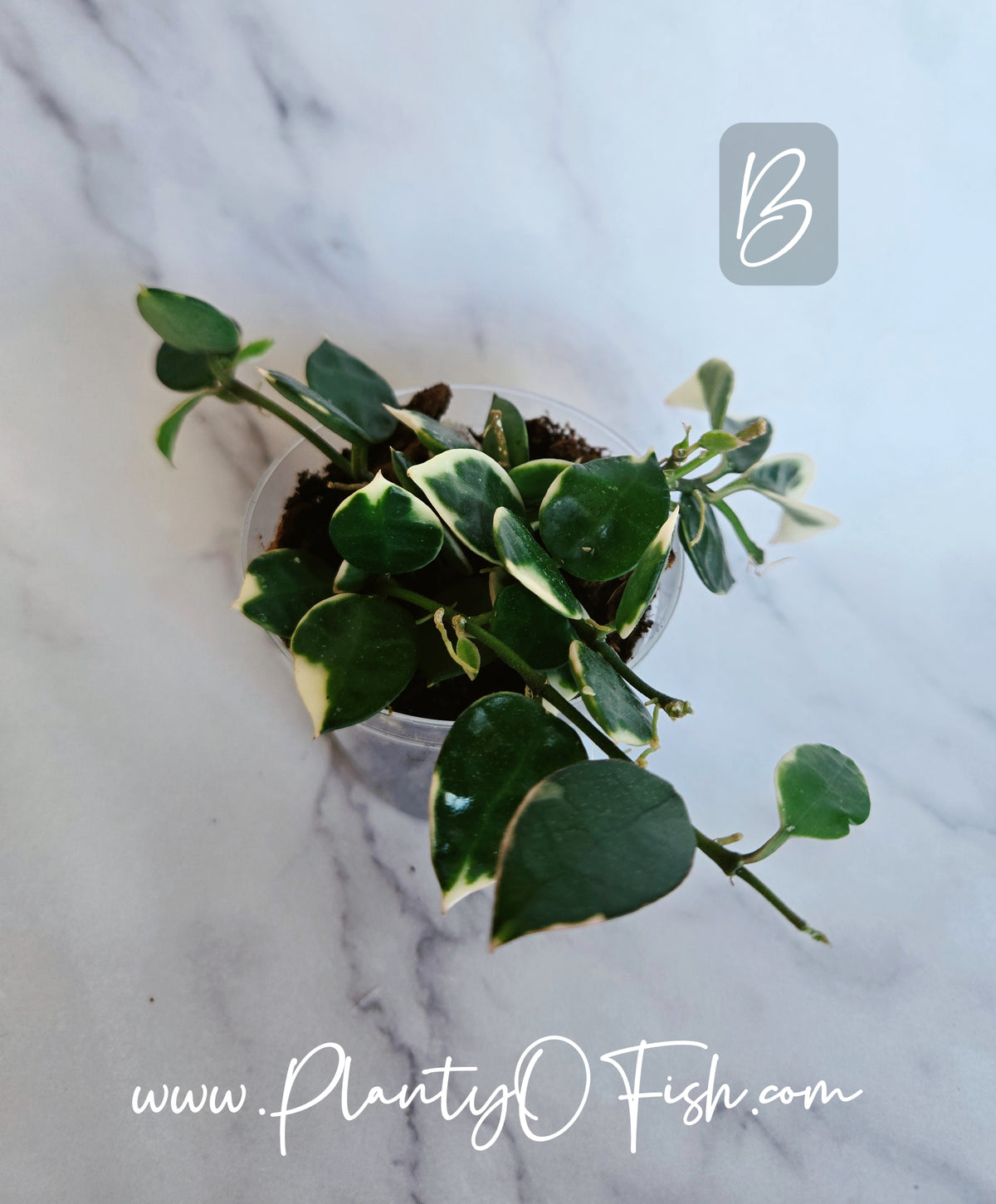 Hoya Lacunosa Asami | Exact Plants