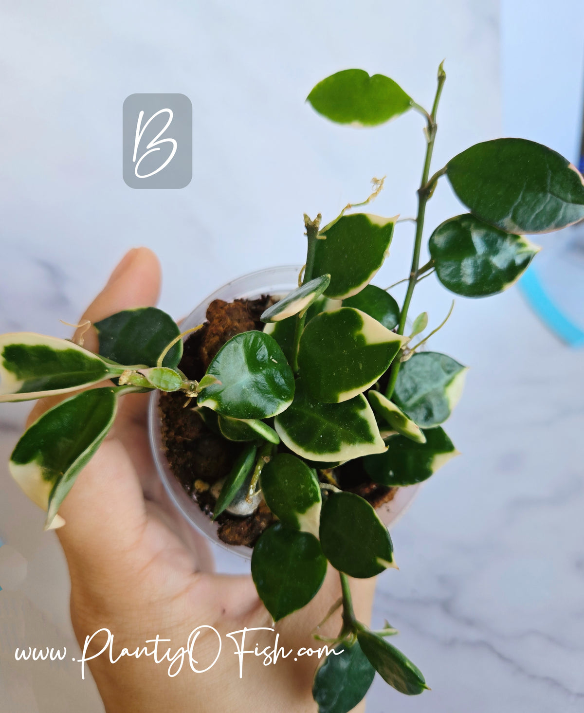 Hoya Lacunosa Asami | Exact Plants