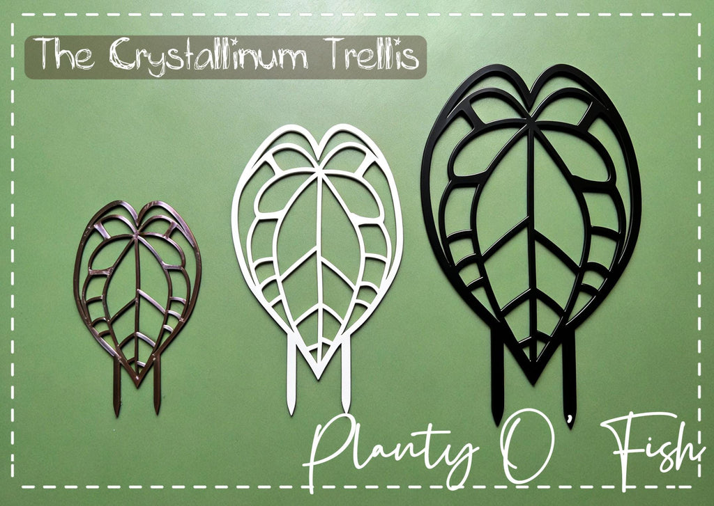 The Enchanted Trellis: Crystallinum