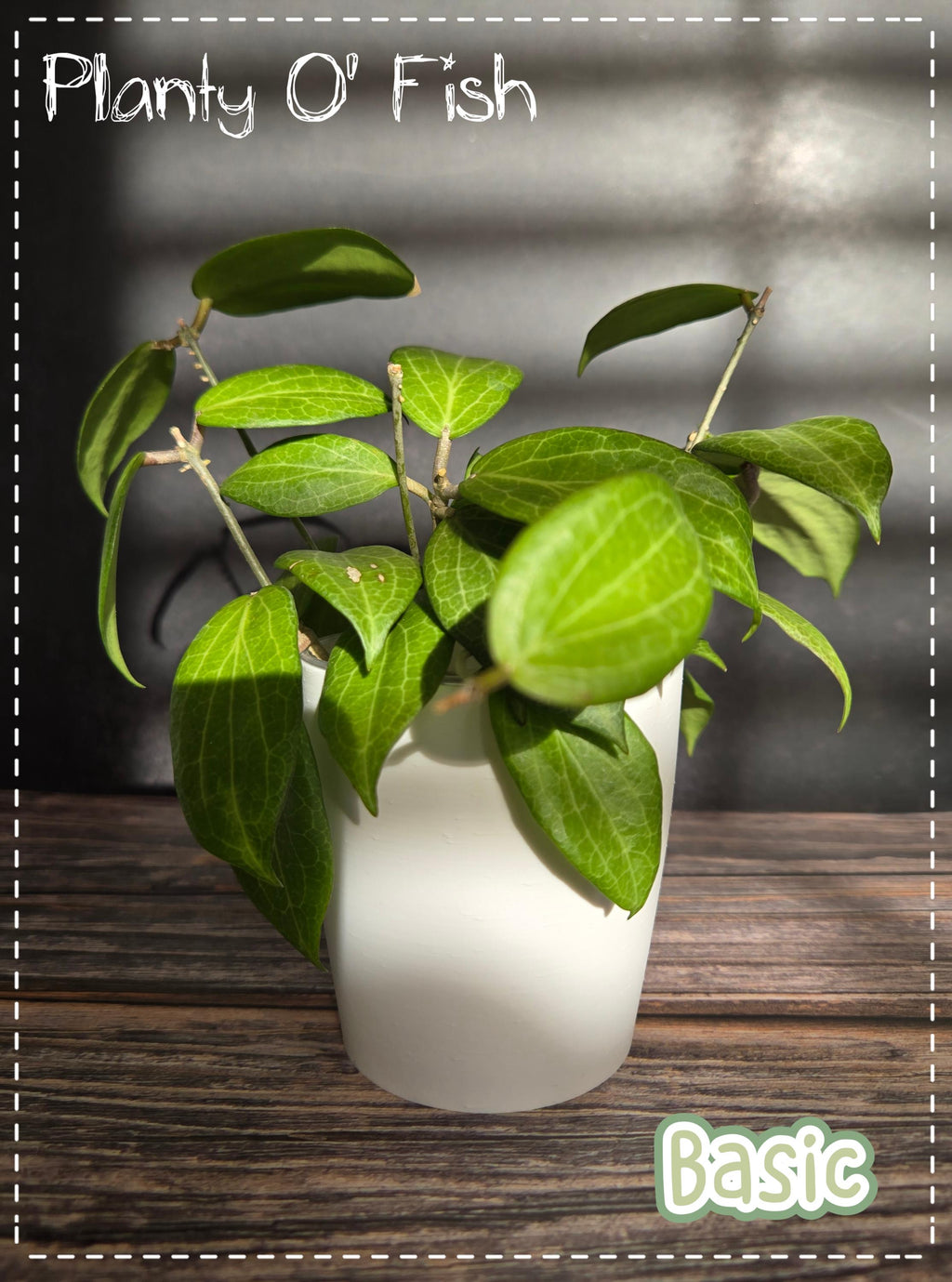 The "Basic" Selfwatering Pot
