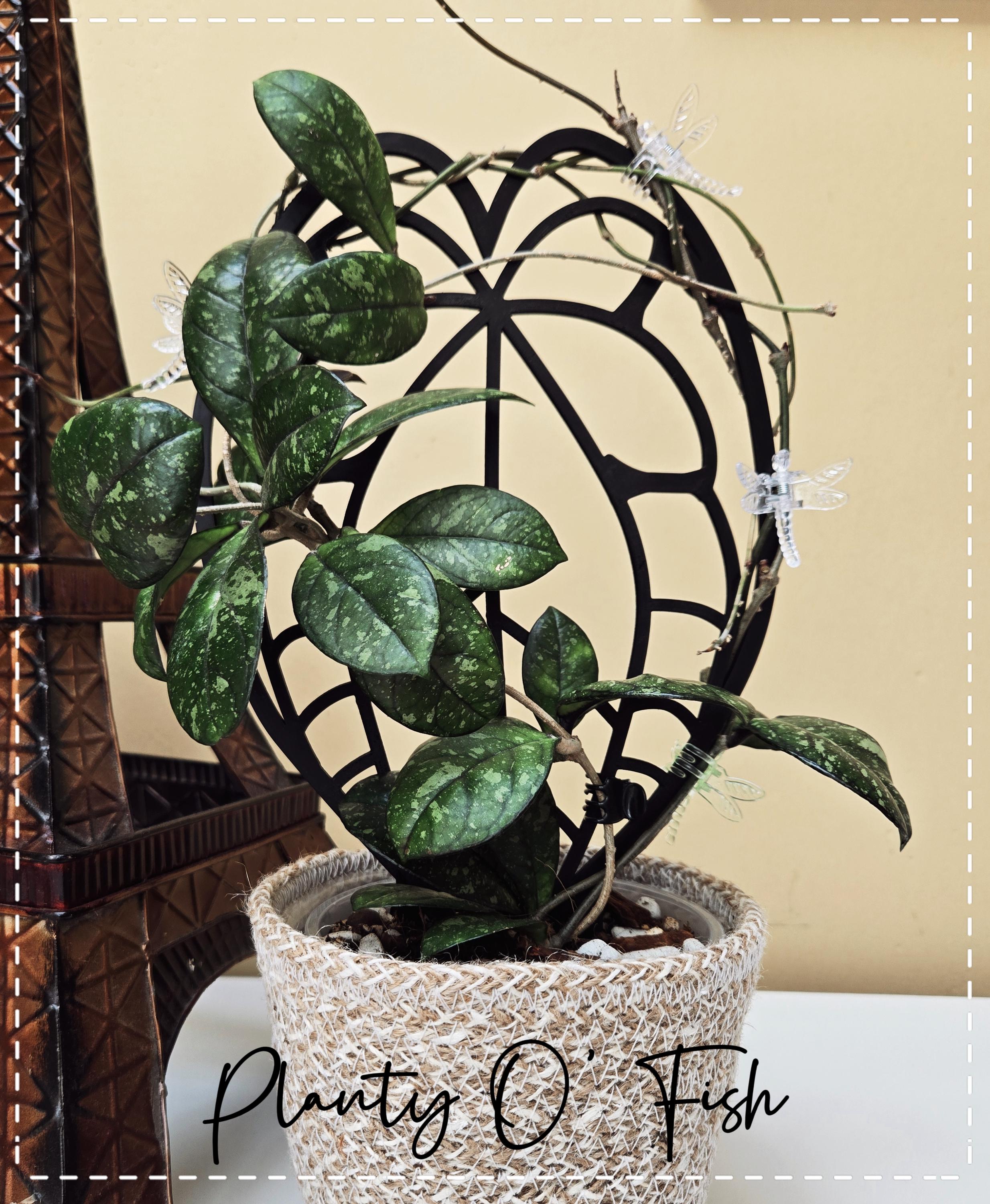 The Enchanted Trellis: Crystallinum