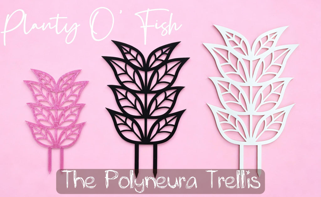 The Enchanted Trellis: Polyneura