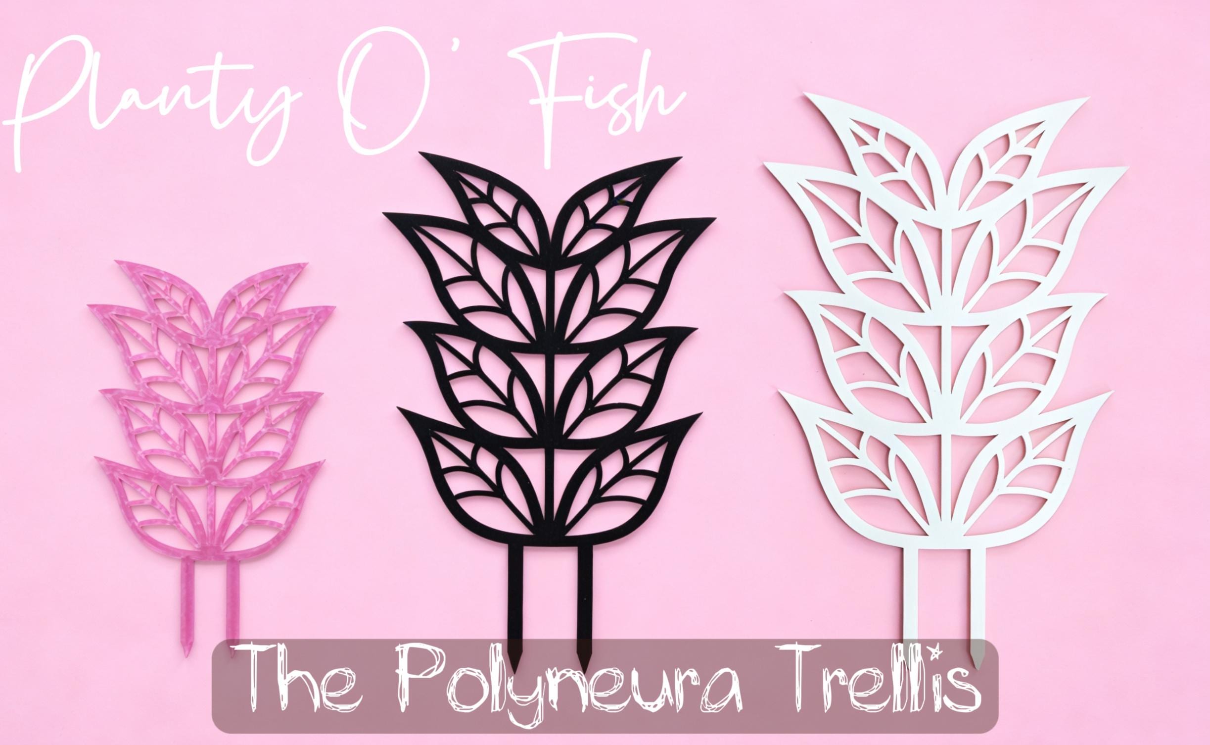 The Enchanted Trellis: Polyneura