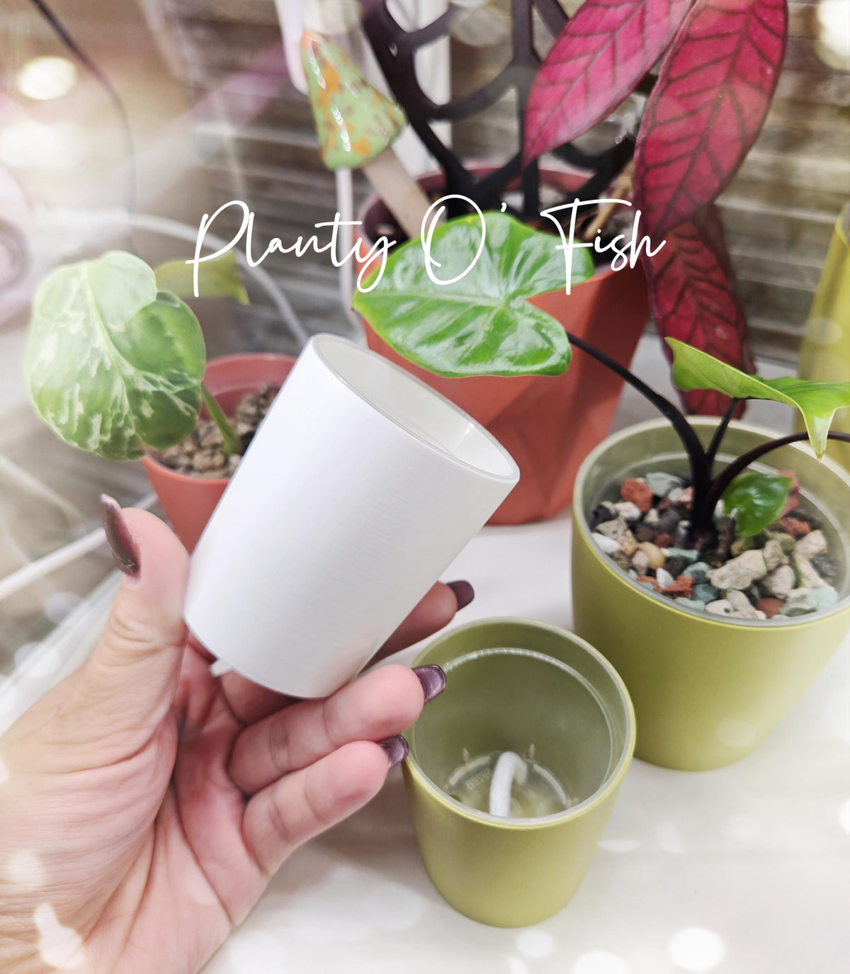 The Prop Corm 2" Selfwatering Mini Pot Set of 5