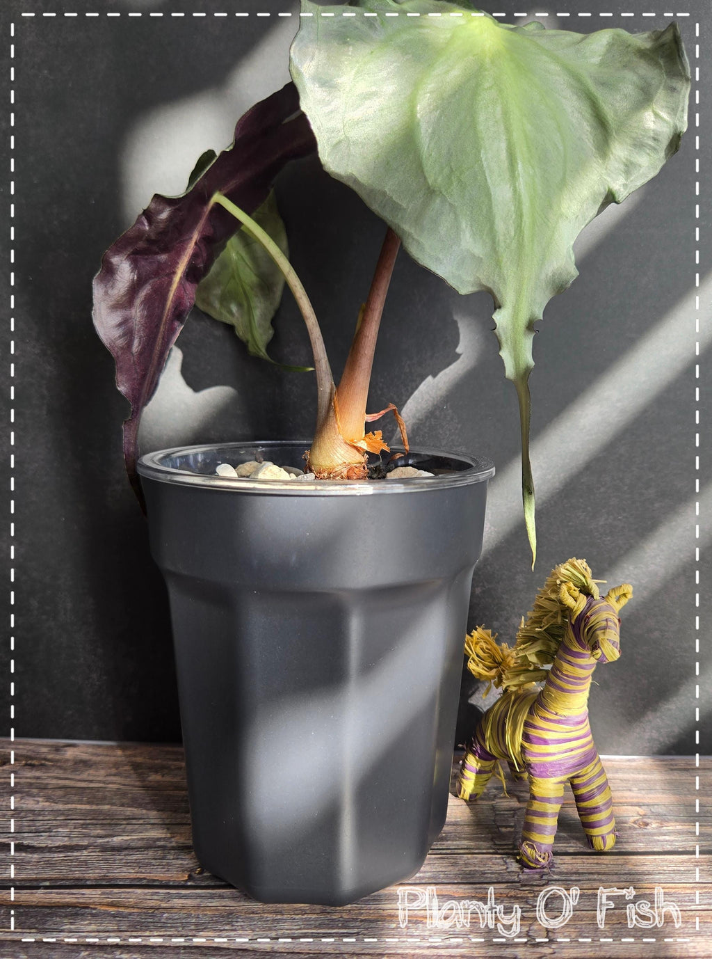 Minimalist self-watering pot (Not 3D printed)