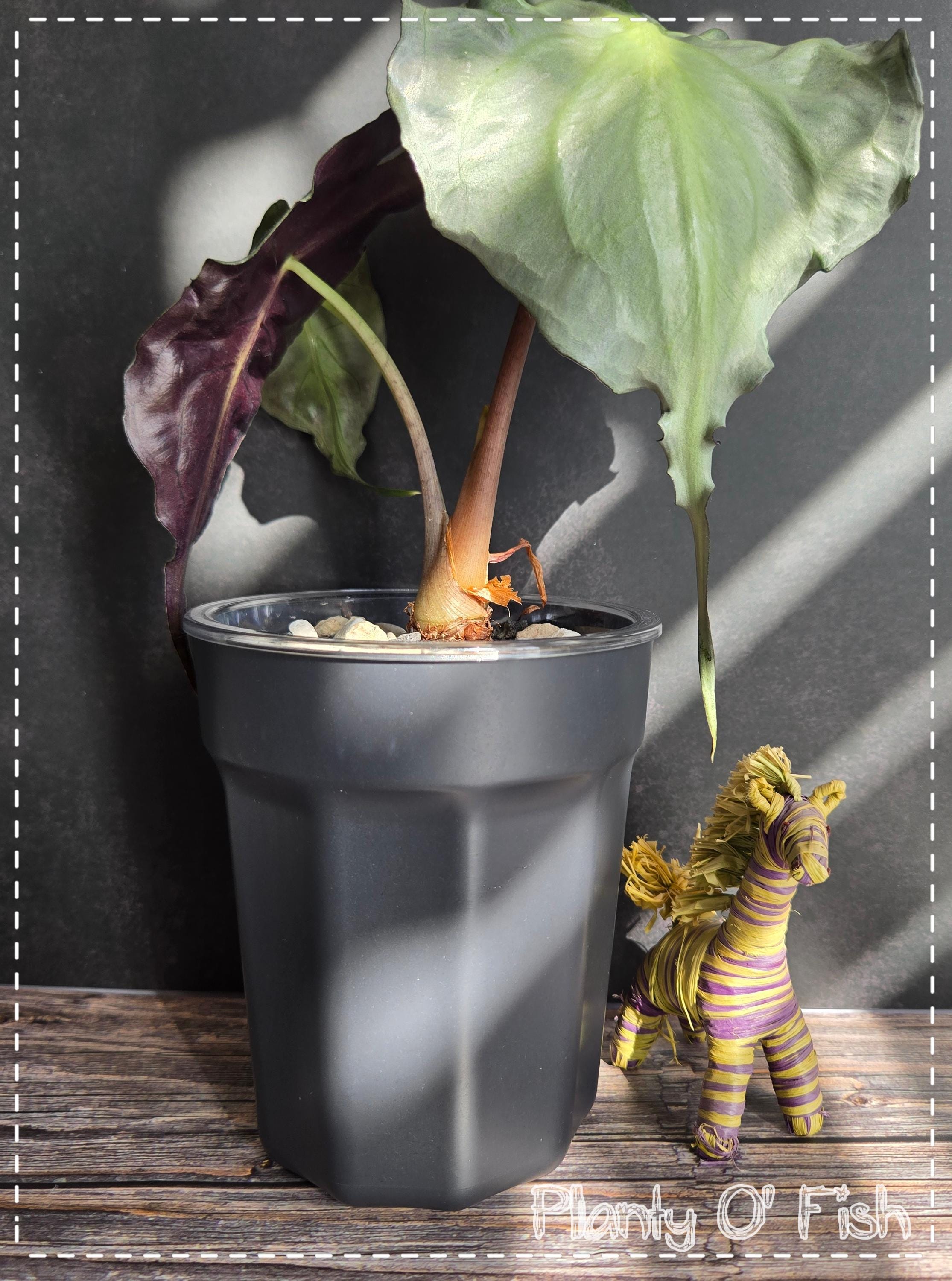 Minimalist self-watering pot (Not 3D printed)