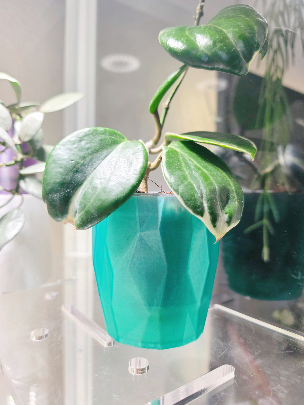 The "Edge" Selfwatering Pot