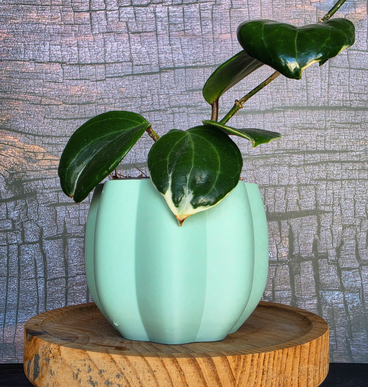 The "Pumpkin King" Selfwatering pots