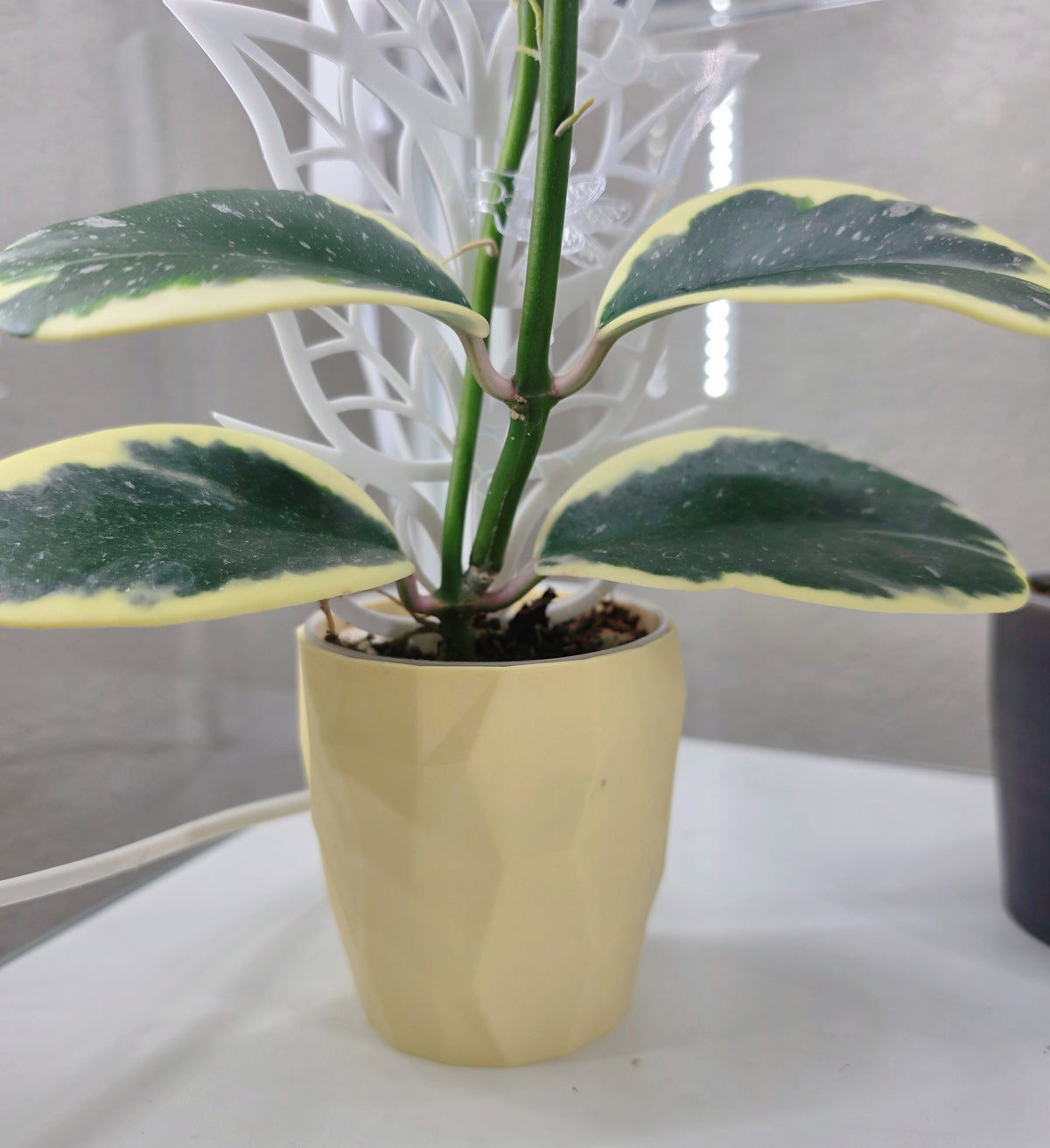 The "Edge" Selfwatering Pot